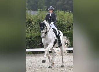 KWPN, Wallach, 16 Jahre, 170 cm, Schimmel