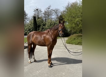 KWPN, Wallach, 16 Jahre, 173 cm, Fuchs