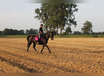 KWPN, Wallach, 17 Jahre, 162 cm, Rappe