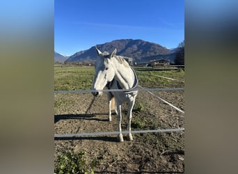 KWPN, Wallach, 17 Jahre, 164 cm, Schimmel