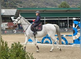 KWPN, Wallach, 17 Jahre, 164 cm, Schimmel