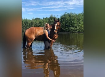 KWPN, Wallach, 17 Jahre, 165 cm, Brauner