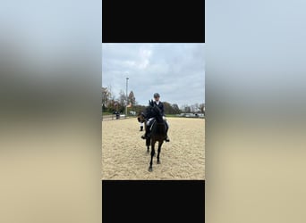 KWPN, Wallach, 17 Jahre, 165 cm, Dunkelbrauner