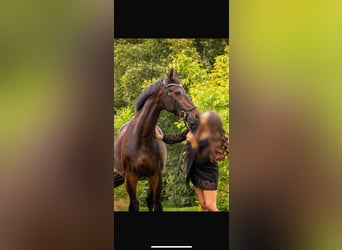 KWPN, Wallach, 17 Jahre, 165 cm, Dunkelbrauner