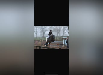 KWPN, Wallach, 17 Jahre, 165 cm, Dunkelbrauner