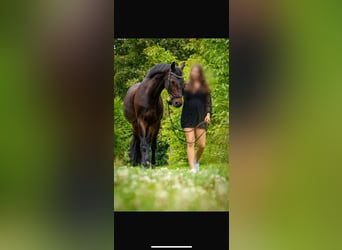 KWPN, Wallach, 17 Jahre, 165 cm, Dunkelbrauner
