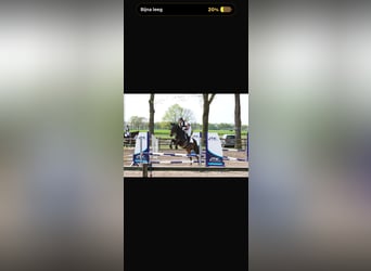 KWPN, Wallach, 17 Jahre, 165 cm, Dunkelbrauner