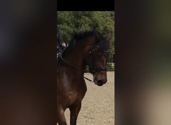 KWPN, Wallach, 17 Jahre, 165 cm, Rotbrauner