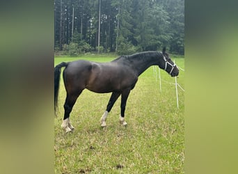 KWPN, Wallach, 17 Jahre, 165 cm, Schwarzbrauner