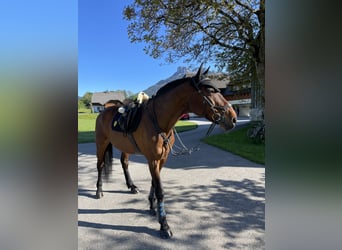 KWPN, Wallach, 17 Jahre, 170 cm, Brauner