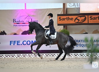 KWPN, Wallach, 17 Jahre, 172 cm, Brauner