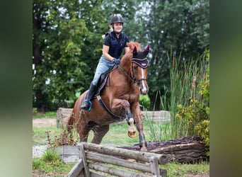 KWPN, Wallach, 17 Jahre, 174 cm, Fuchs