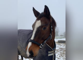 KWPN, Wallach, 17 Jahre, 175 cm, Brauner