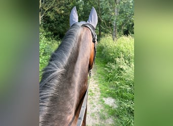 KWPN, Wallach, 17 Jahre, 177 cm, Brauner