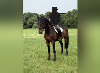 KWPN, Wallach, 17 Jahre, 177 cm, Brauner