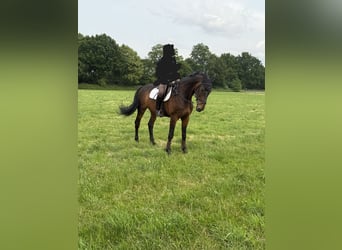KWPN, Wallach, 17 Jahre, 177 cm, Brauner