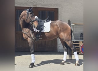 KWPN, Wallach, 17 Jahre, 183 cm, Brauner