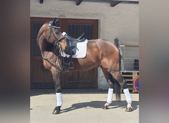 KWPN, Wallach, 17 Jahre, 183 cm, Brauner