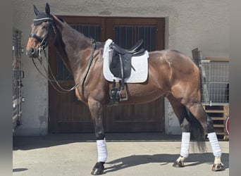 KWPN, Wallach, 17 Jahre, 183 cm, Brauner