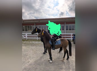 KWPN, Wallach, 18 Jahre, 155 cm, Brauner