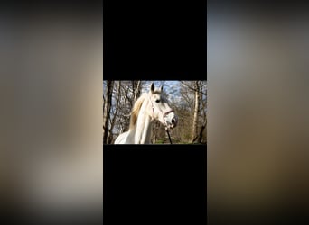 KWPN, Wallach, 18 Jahre, 160 cm, Schimmel
