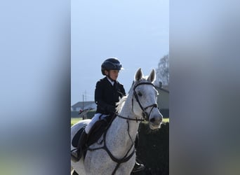 KWPN, Wallach, 18 Jahre, 164 cm, Schimmel