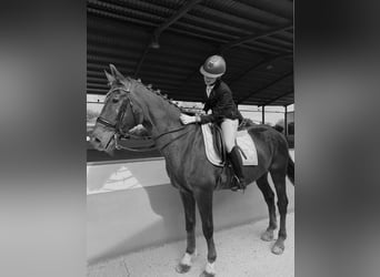 KWPN, Wallach, 18 Jahre, 165 cm, Fuchs