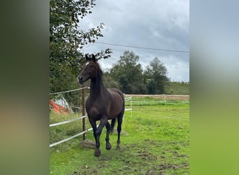 KWPN, Wallach, 18 Jahre, 170 cm, Dunkelbrauner