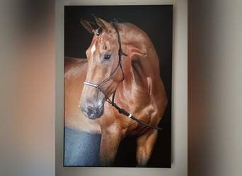 KWPN, Wallach, 18 Jahre, 172 cm, Brauner