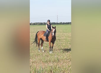 KWPN, Wallach, 18 Jahre, 175 cm, Brauner