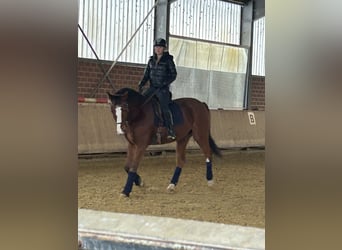 KWPN, Wallach, 18 Jahre, 175 cm, Brauner