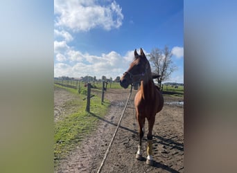 KWPN, Wallach, 19 Jahre, 155 cm, Brauner