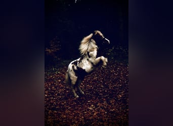 KWPN, Wallach, 19 Jahre, 155 cm, Brauner