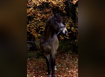 KWPN, Wallach, 19 Jahre, 155 cm, Brauner