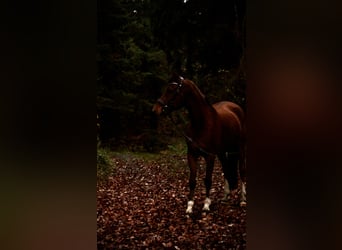 KWPN, Wallach, 19 Jahre, 155 cm, Brauner