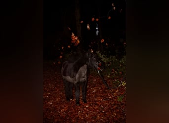 KWPN, Wallach, 19 Jahre, 155 cm