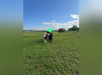 KWPN, Wallach, 19 Jahre, 155 cm