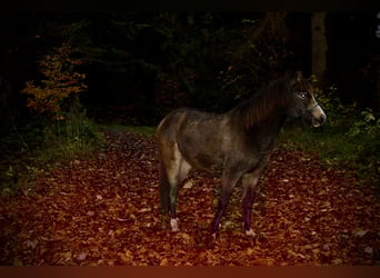 KWPN, Wallach, 19 Jahre, 155 cm