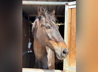 KWPN, Wallach, 19 Jahre, 167 cm, Dunkelbrauner