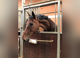 KWPN, Wallach, 19 Jahre, 178 cm, Dunkelbrauner