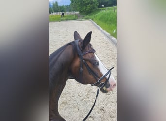 KWPN, Wallach, 19 Jahre, 180 cm, Dunkelbrauner