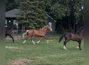 KWPN, Wallach, 1 Jahr, 170 cm, Fuchs