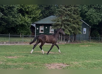 KWPN, Wallach, 1 Jahr, 173 cm, Dunkelbrauner