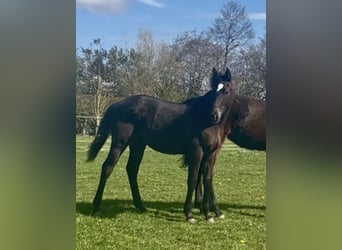 KWPN, Wallach, 1 Jahr, 173 cm, Rappe