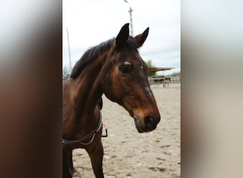KWPN, Wallach, 20 Jahre, 165 cm, Brauner