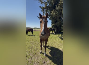 KWPN, Wallach, 20 Jahre, 170 cm, Fuchs