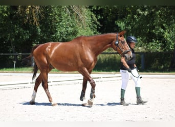 KWPN, Wallach, 20 Jahre, 170 cm, Fuchs