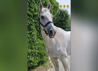 KWPN, Wallach, 20 Jahre, 173 cm, Fliegenschimmel