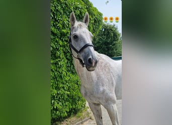 KWPN, Wallach, 20 Jahre, 174 cm, Fliegenschimmel