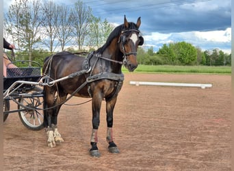 KWPN, Wallach, 21 Jahre, 162 cm, Brauner